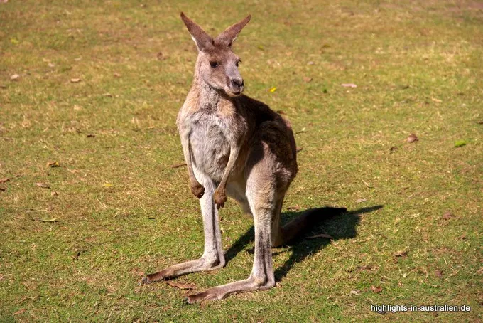 Känguru