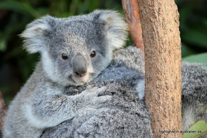kleiner Koala