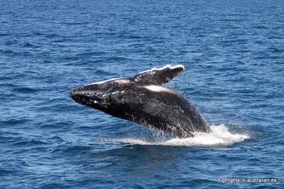 Wale beobachten in Australien