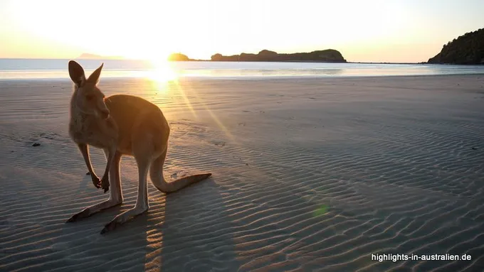 Känguru morgens am Strand in Cape Hillsborough