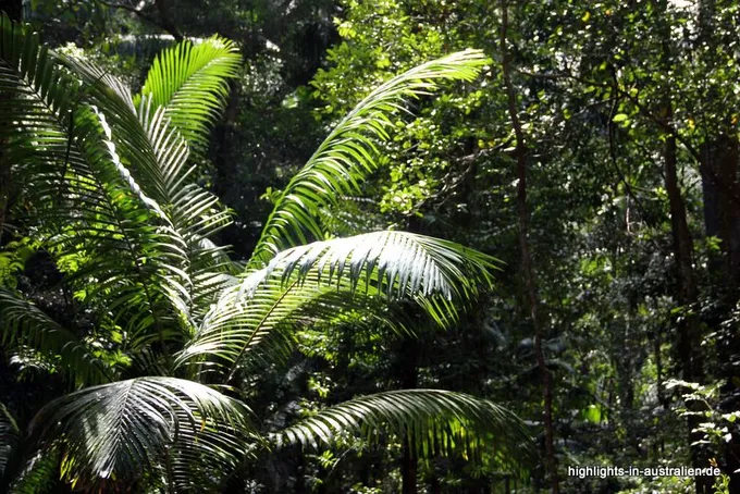 Regenwald auf Fraser Island