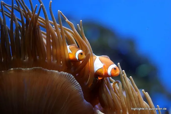 Great Barrier Reef