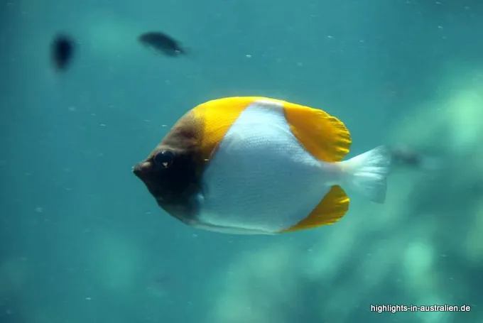 Fisch am Riff