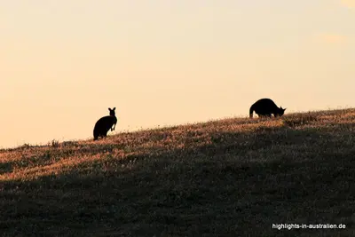 Kangaroo Island