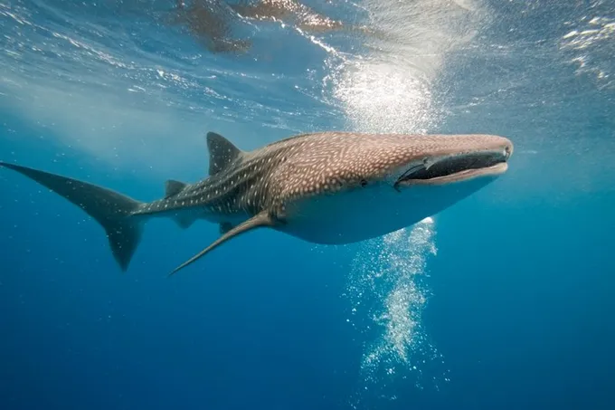 Walhai am Ningaloo Riff
