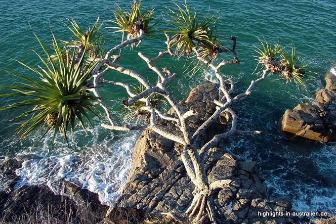 Küste Sunshine Coast