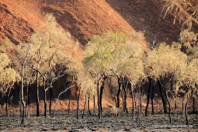 Bäume vor dem Uluru (Ayers Rock)