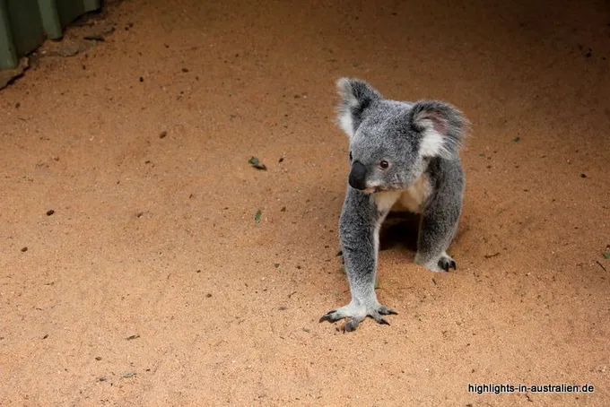 Koala im Lone Pine Koala Sanctuary