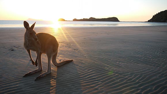 Känguru morgens am Strand in Cape Hillsborough